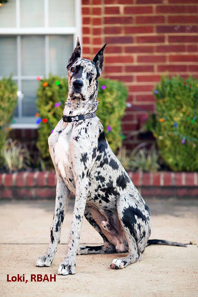 great dane puppy cropped ears