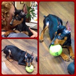 PJ - Miniature Pinscher puppy