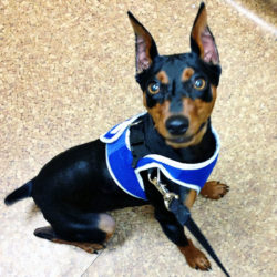 PJ - Miniature Pinscher