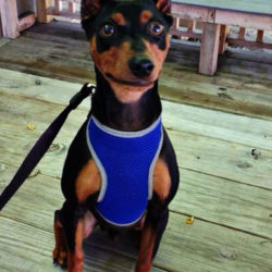 PJ - Miniature Pinscher