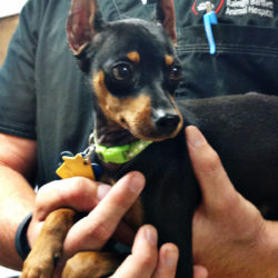 Rocco - Miniature Pinscher