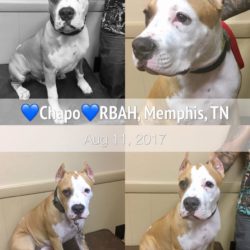 Chapo Q 5 months