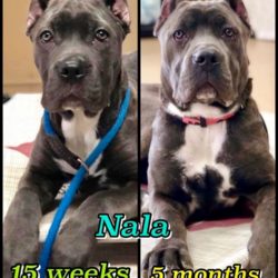 Nala 15 weeks and 5 months