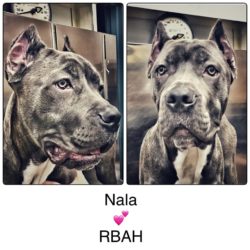 Nala