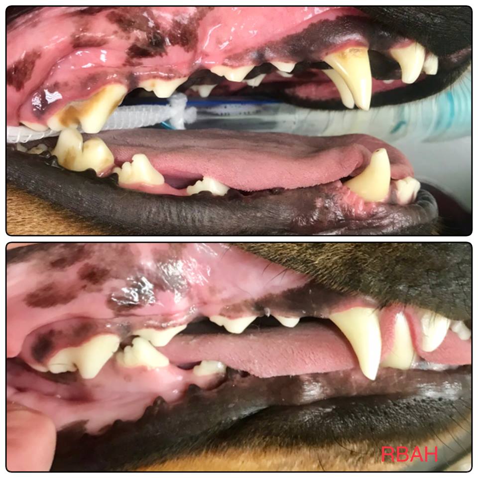 is periodontal disease contagious in dogs