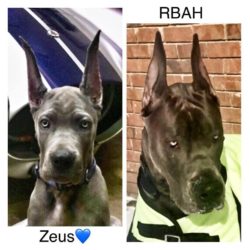 Zeus then and now