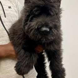 Titus the Bouvier des Flandres