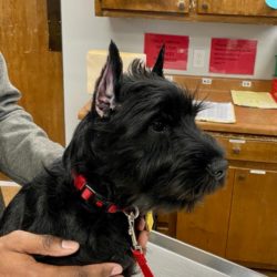 Bruna Standard Schnauzer 12 weeks