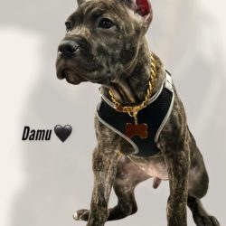 Damu 14 weeks