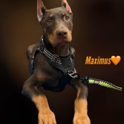 Maximus 20 weeks