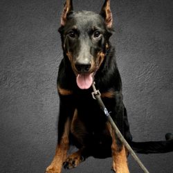 Nyx the Beauceron - reconstruction