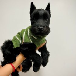 Brutus Min Schnauzer