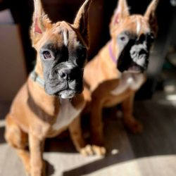 Boxer babies