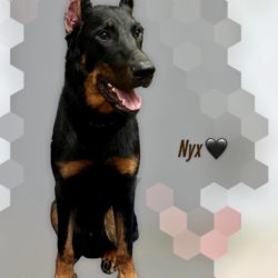 Nyx