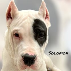 Solomon Dogo Argentino