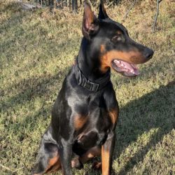 Kaiser 10 months profile