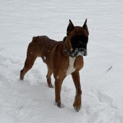 Oakley in the snow