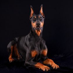 Lola 3 years-medium show crop